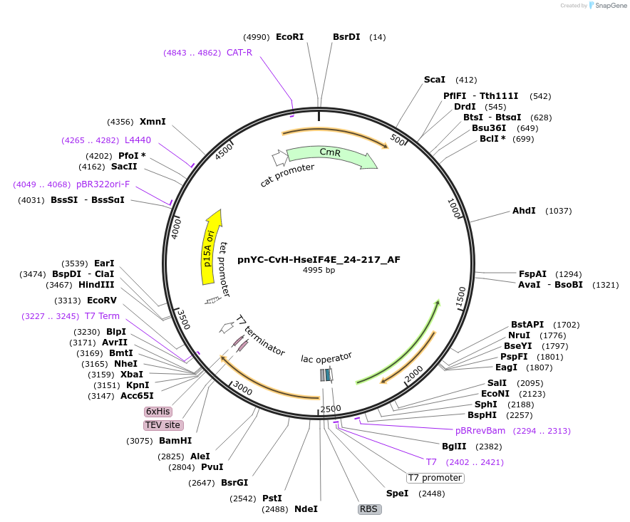 148668-plasmid-map-sequence-id-291116
