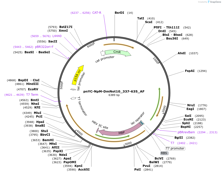 148671-plasmid-map-sequence-id-291119