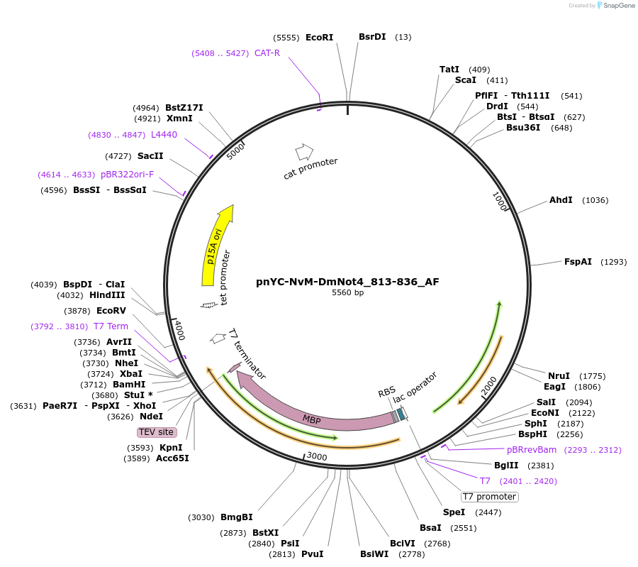 148694-plasmid-map-sequence-id-291142