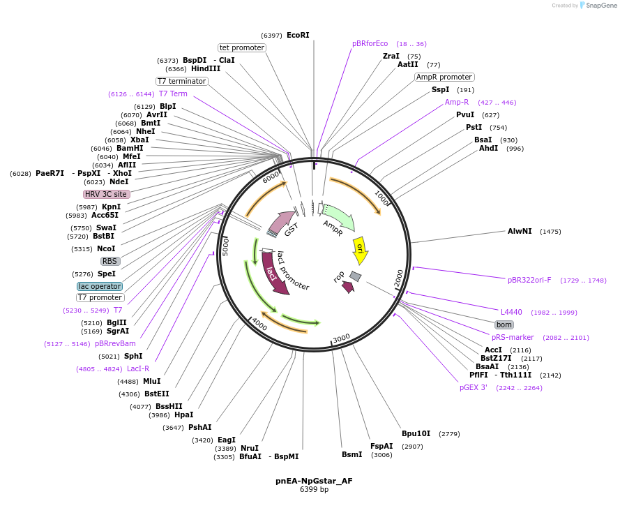 148697-plasmid-map-sequence-id-291145