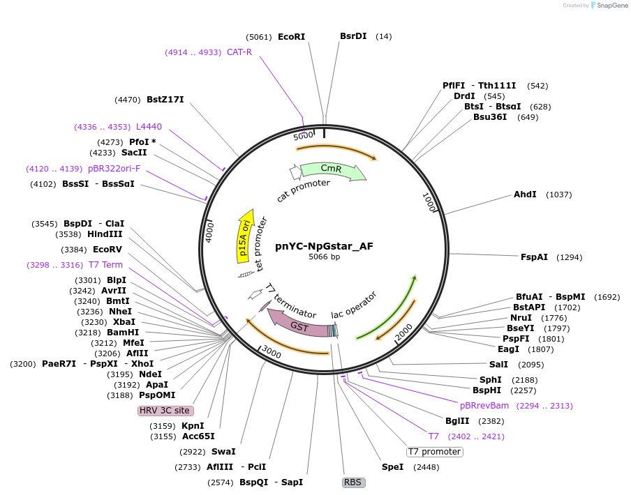 148698-plasmid-map-sequence-id-291146