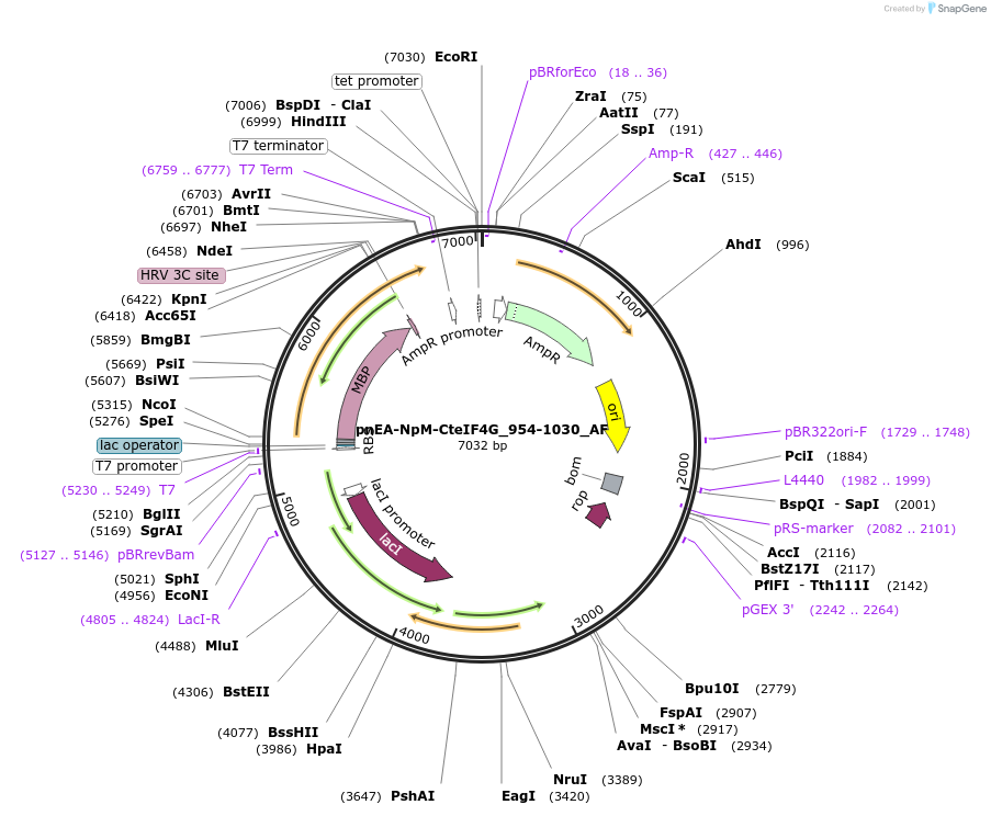 148700-plasmid-map-sequence-id-291148