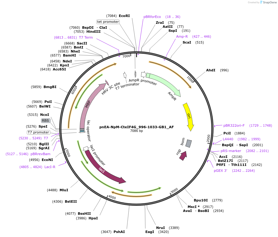 148705-plasmid-map-sequence-id-291153