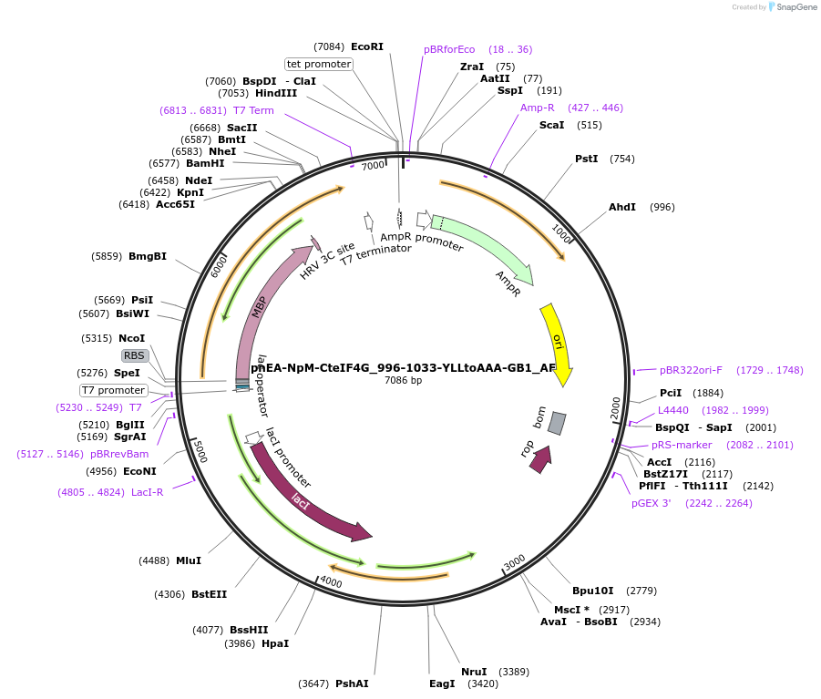 148706-plasmid-map-sequence-id-291154