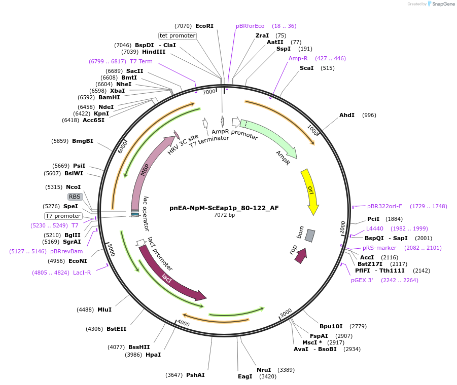 148707-plasmid-map-sequence-id-291155
