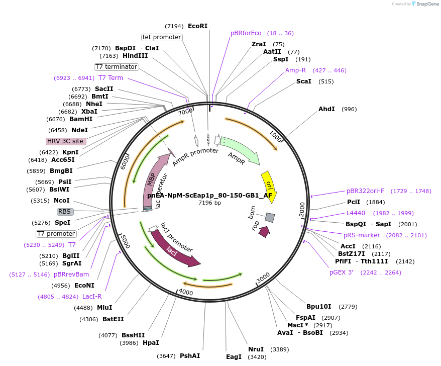148708-plasmid-map-sequence-id-291156