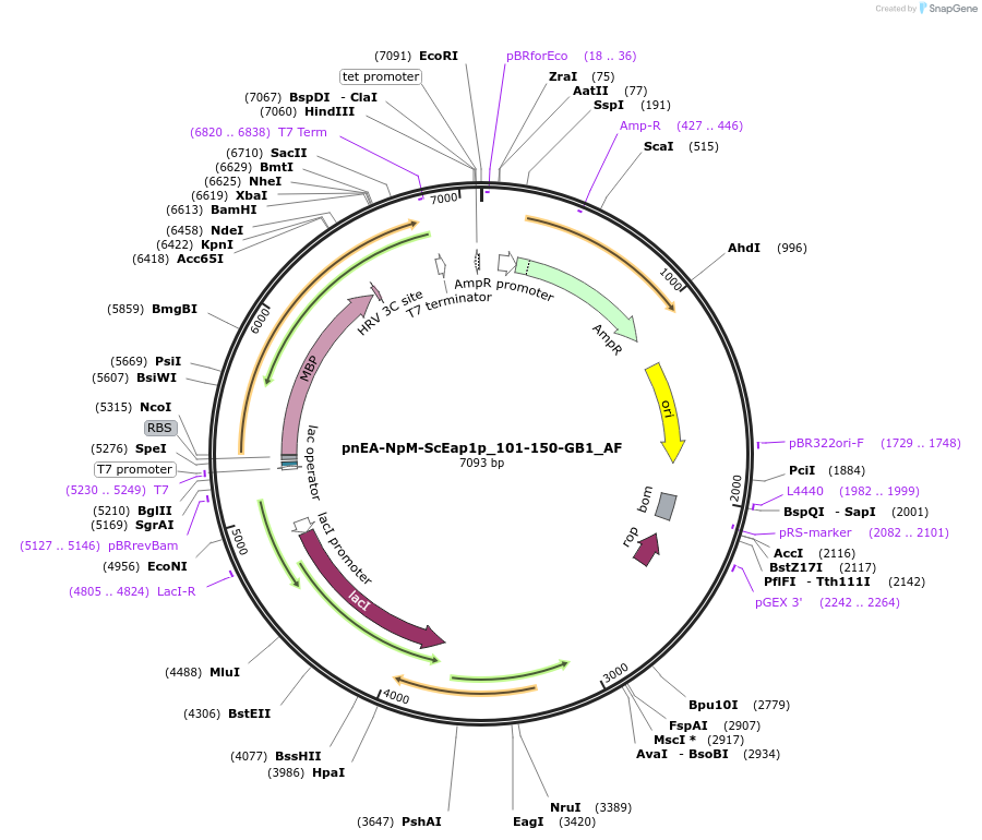 148711-plasmid-map-sequence-id-291159