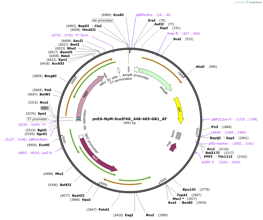148715-plasmid-map-sequence-id-291163