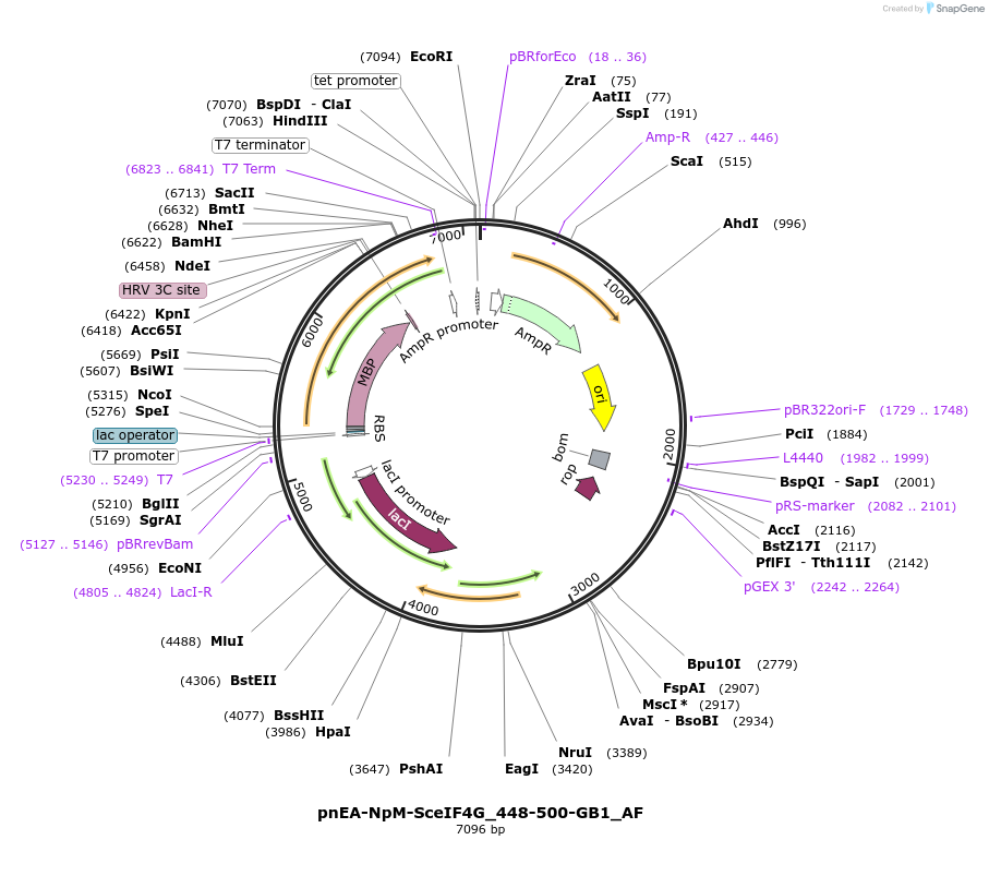 148716-plasmid-map-sequence-id-291164