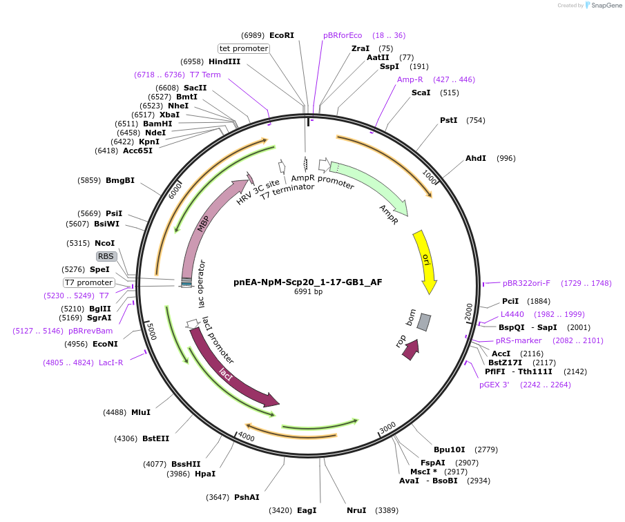 148717-plasmid-map-sequence-id-291165