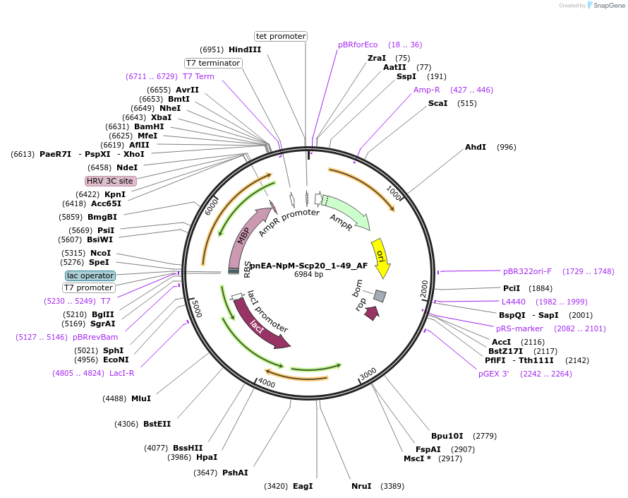 148718-plasmid-map-sequence-id-291166