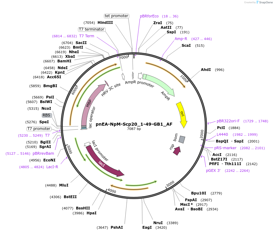 148719-plasmid-map-sequence-id-291167