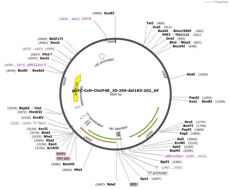 148721-plasmid-map-sequence-id-291169