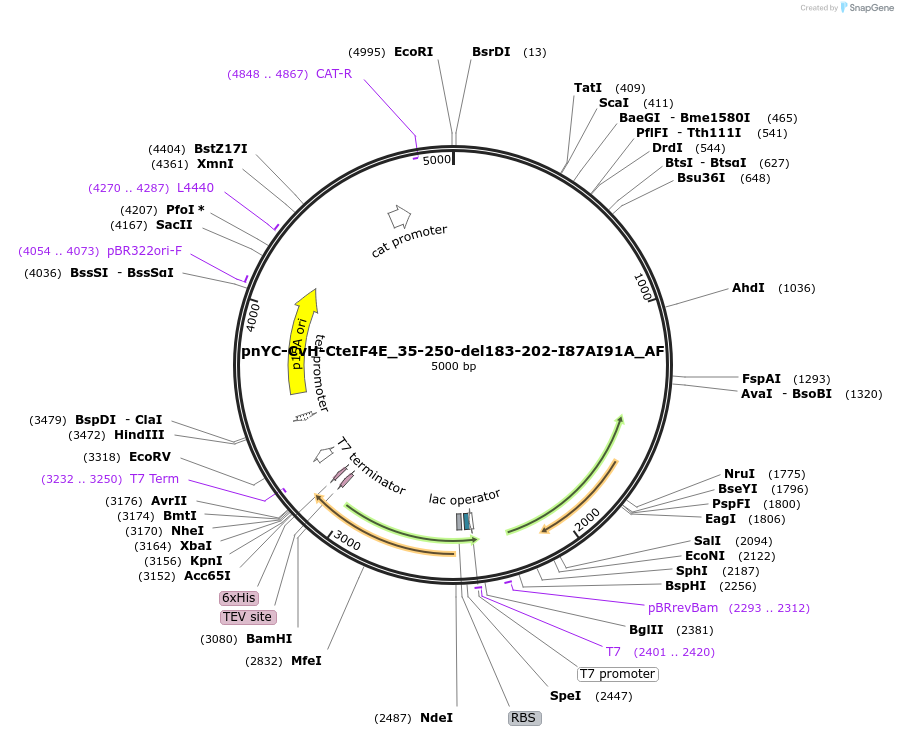 148722-plasmid-map-sequence-id-291170