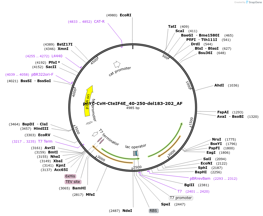 148723-plasmid-map-sequence-id-291171
