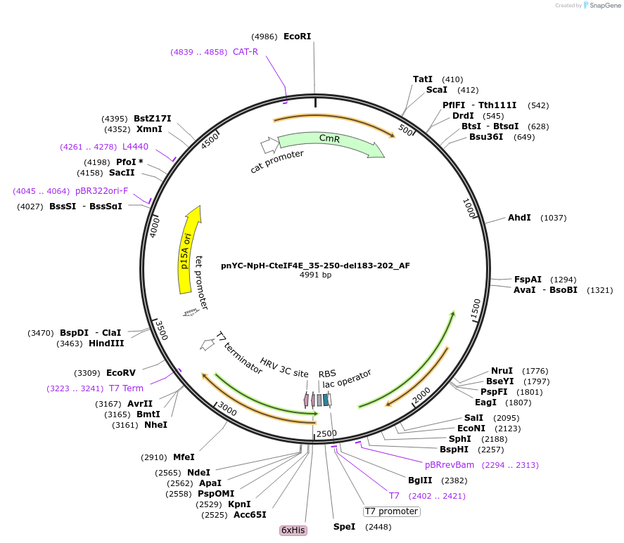 148725-plasmid-map-sequence-id-291173