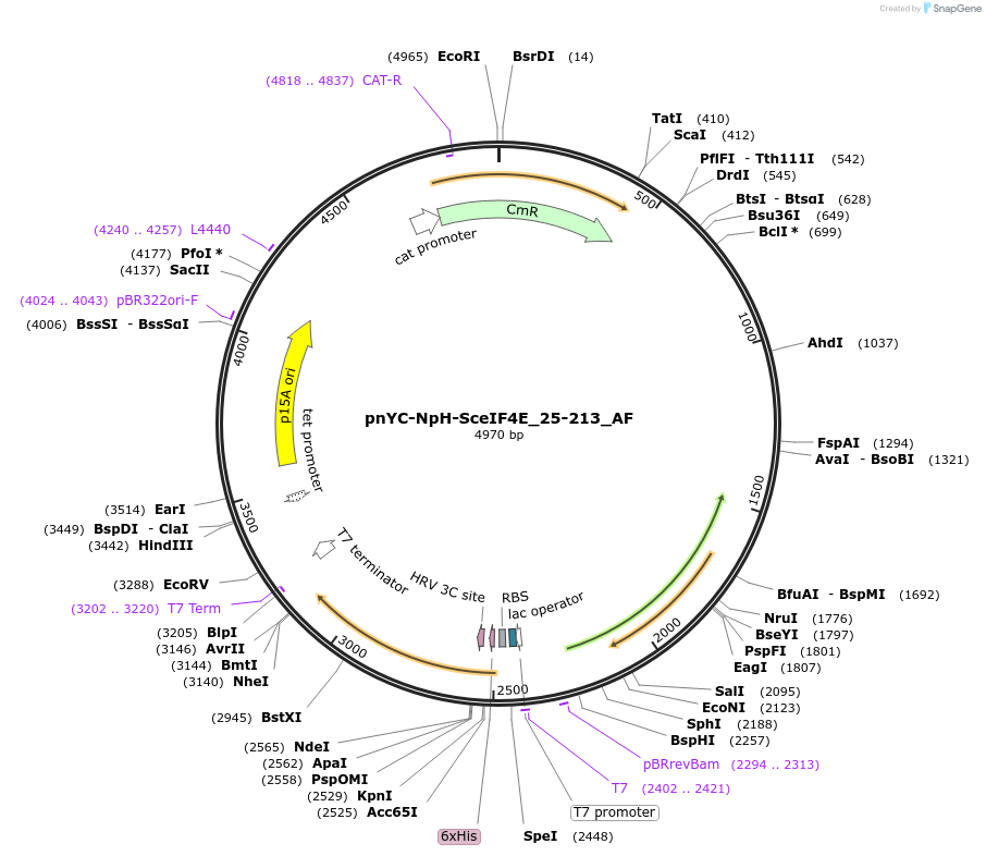 148726-plasmid-map-sequence-id-291174
