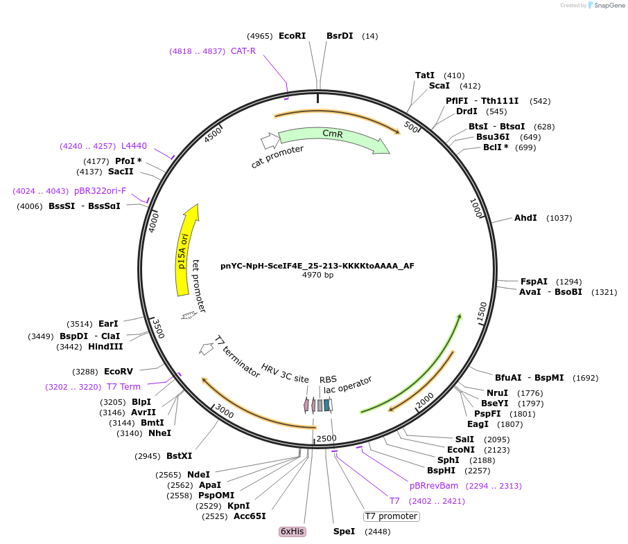 148729-plasmid-map-sequence-id-291177