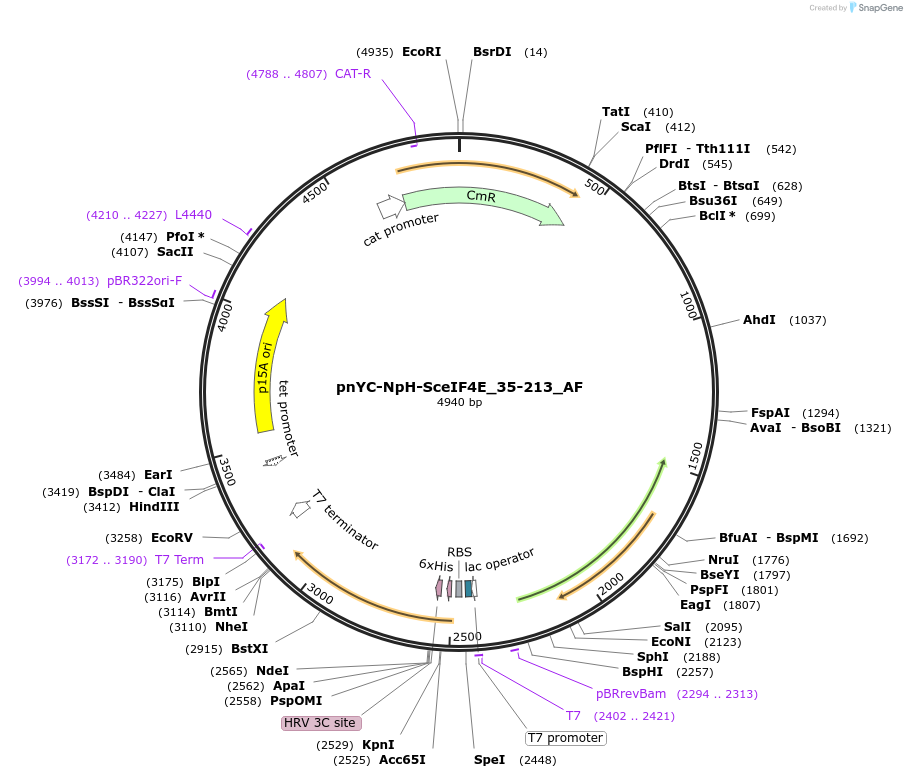 148730-plasmid-map-sequence-id-291178