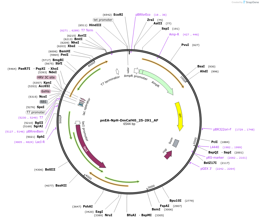 148734-plasmid-map-sequence-id-291182