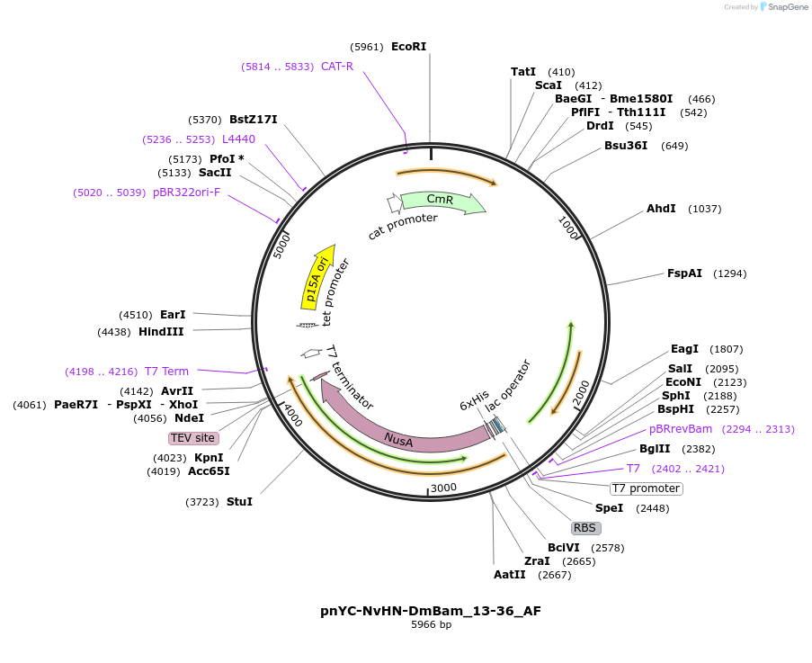 148742-plasmid-map-sequence-id-291190