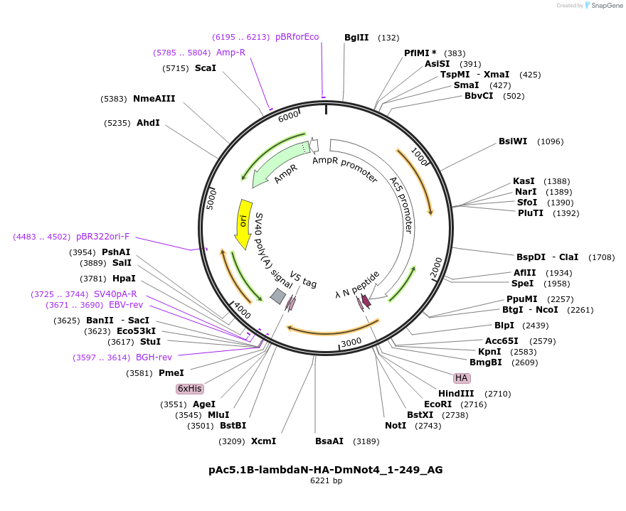 148748-plasmid-map-sequence-id-291196
