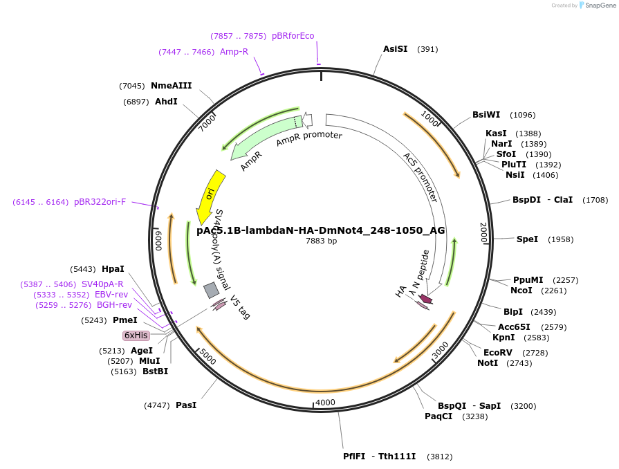 148749-plasmid-map-sequence-id-291197