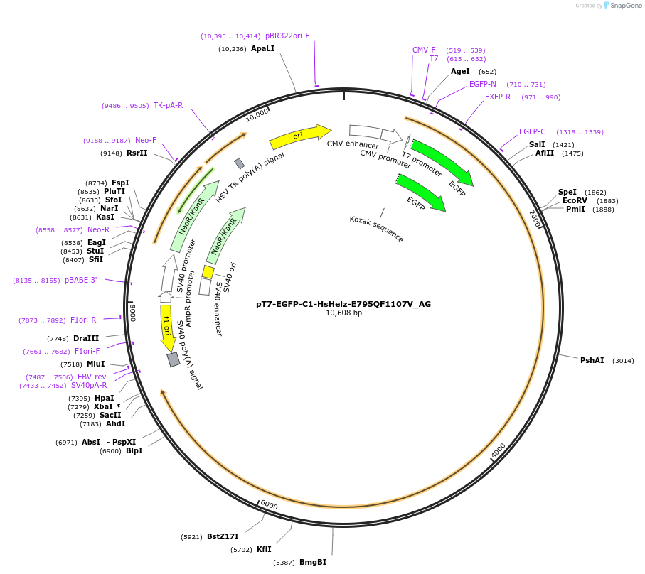 148801-plasmid-map-sequence-id-291249