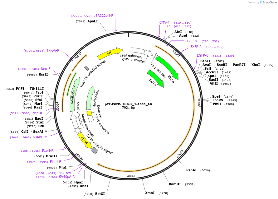 148803-plasmid-map-sequence-id-291251