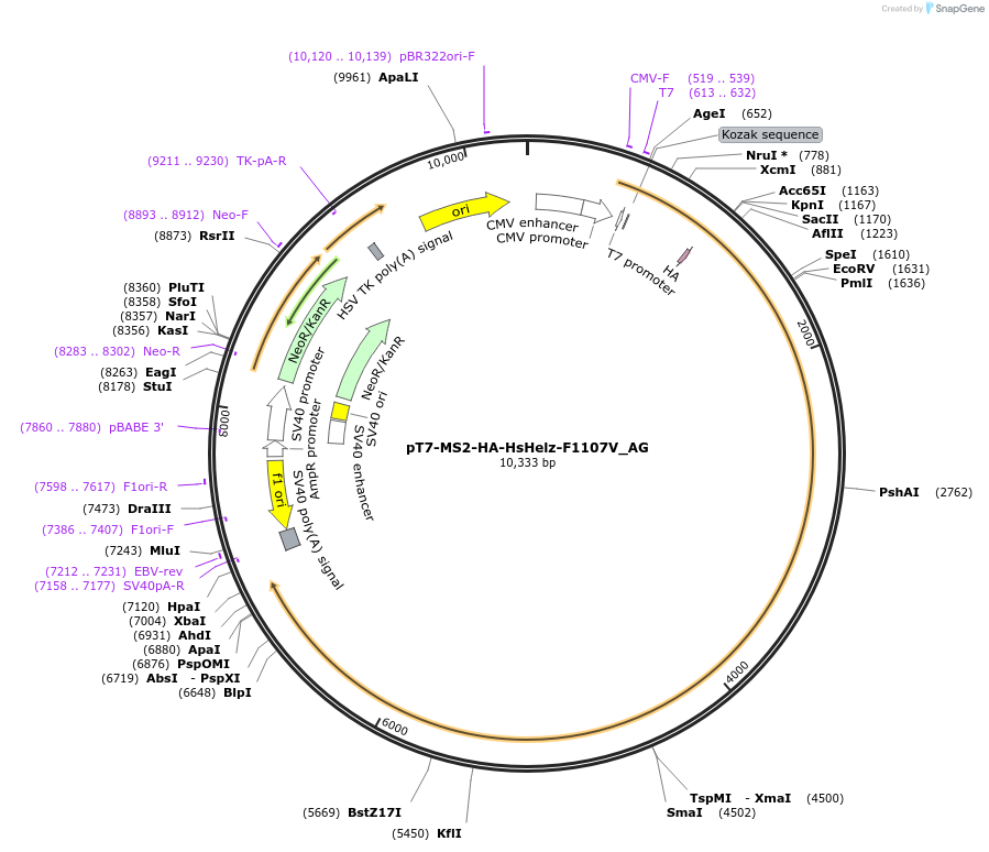 148810-plasmid-map-sequence-id-291258
