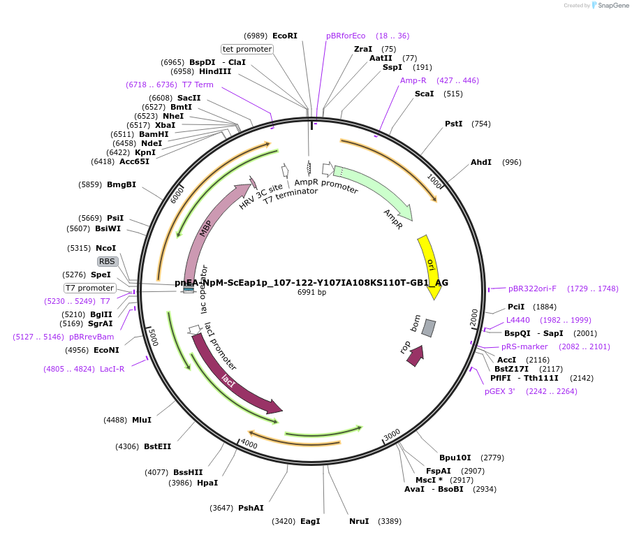 148813-plasmid-map-sequence-id-291261