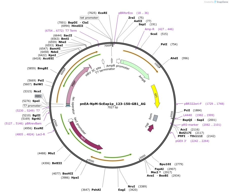 148814-plasmid-map-sequence-id-291262