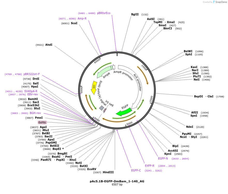148815-plasmid-map-sequence-id-291263