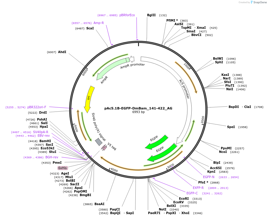 148816-plasmid-map-sequence-id-291264