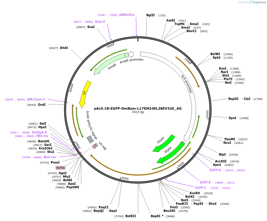 148817-plasmid-map-sequence-id-291265