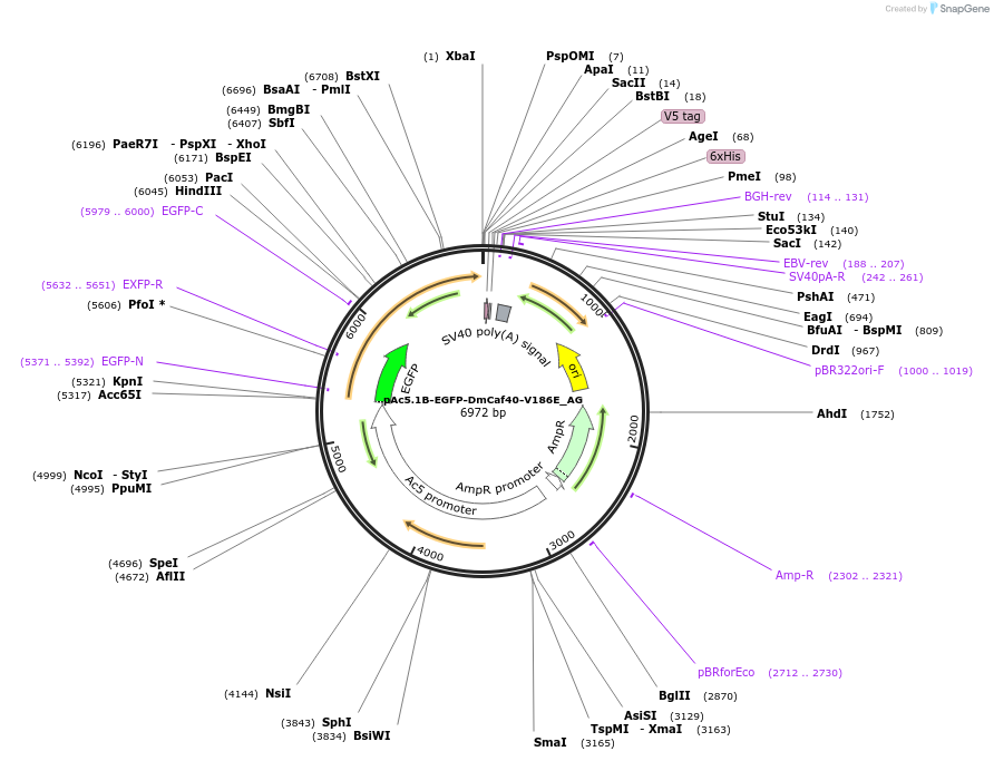 148818-plasmid-map-sequence-id-291266