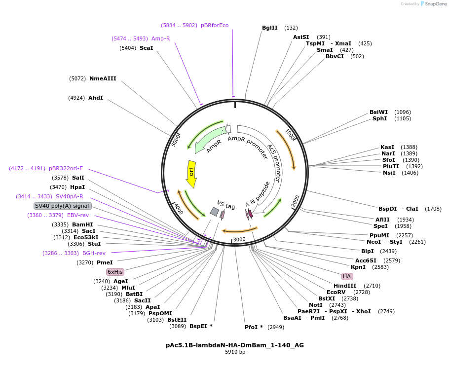 148820-plasmid-map-sequence-id-291268