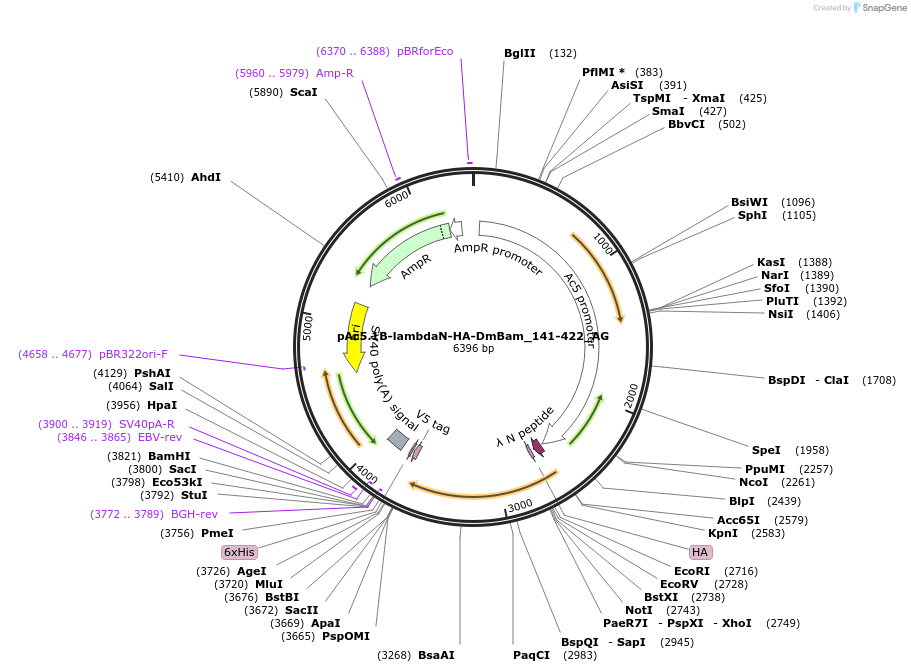 148821-plasmid-map-sequence-id-291269