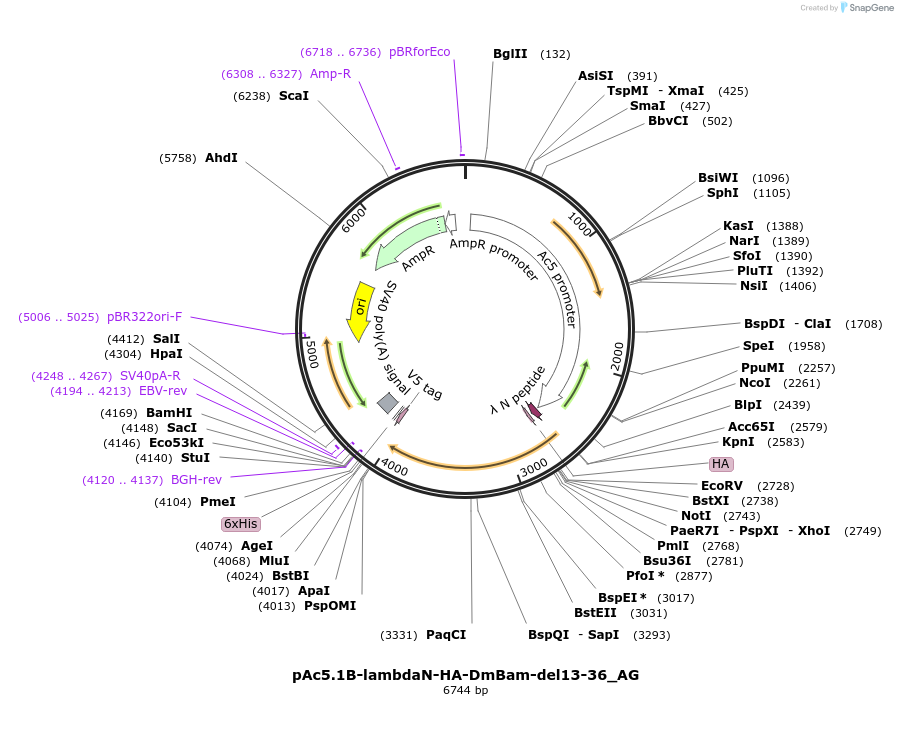 148822-plasmid-map-sequence-id-291270