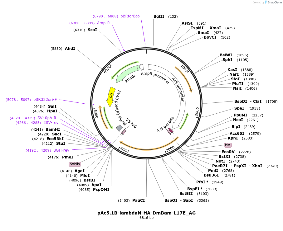 148823-plasmid-map-sequence-id-291271