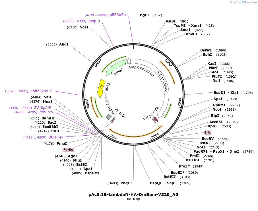 148826-plasmid-map-sequence-id-291274