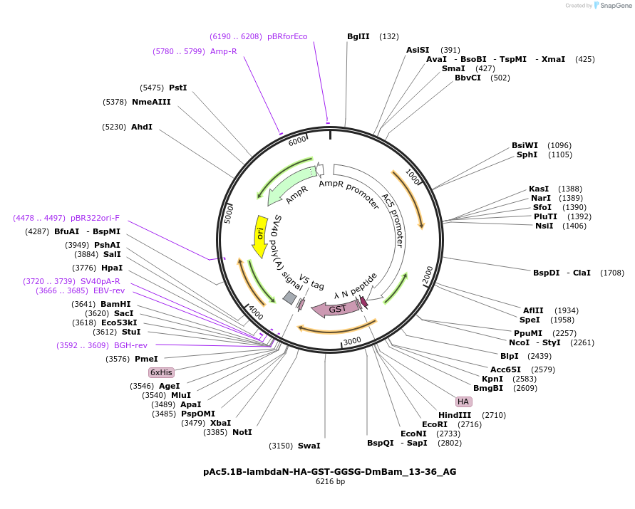 148827-plasmid-map-sequence-id-291275