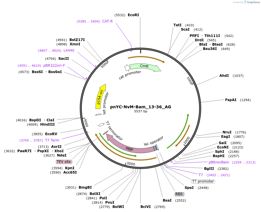 148830-plasmid-map-sequence-id-291278