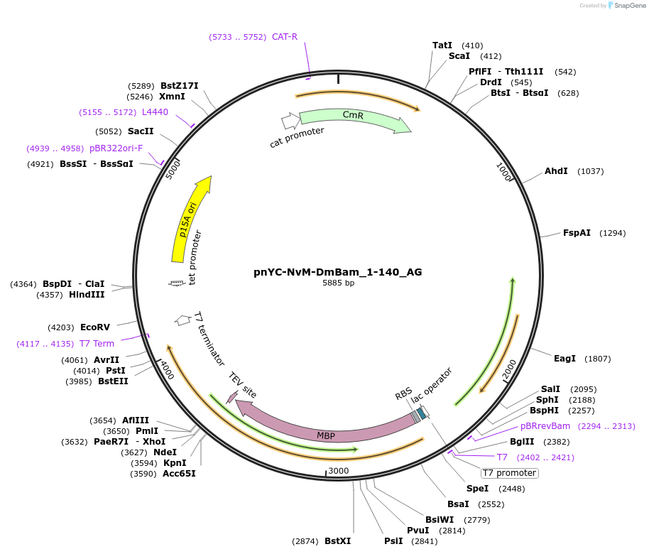 148832-plasmid-map-sequence-id-291280
