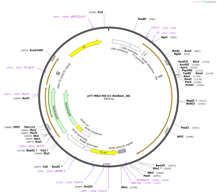 148837-plasmid-map-sequence-id-291285