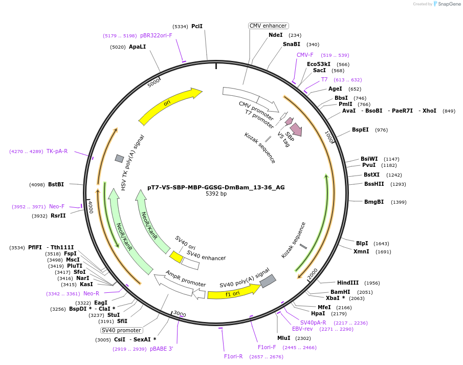 148841-plasmid-map-sequence-id-291289