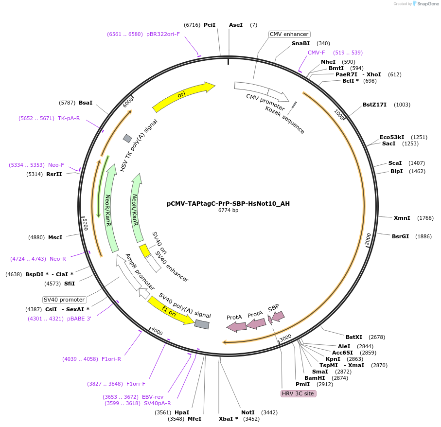 148844-plasmid-map-sequence-id-291292