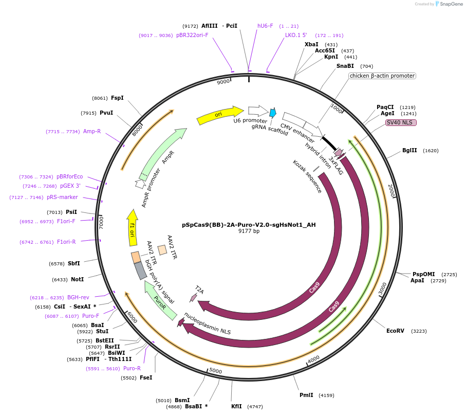 148856-plasmid-map-sequence-id-291304