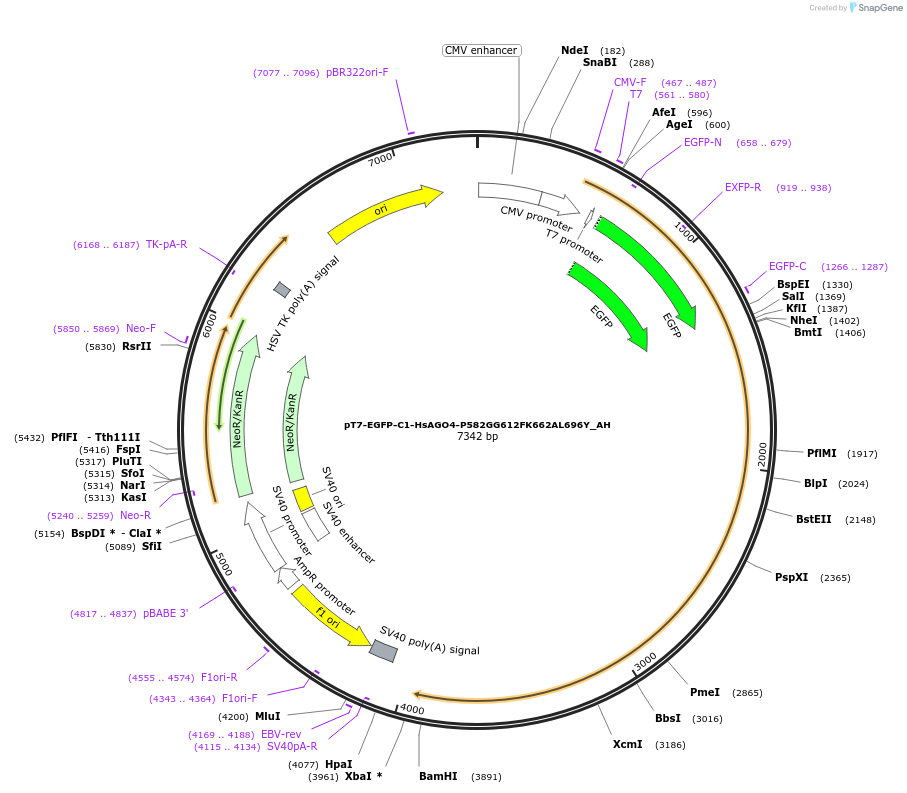 148862-plasmid-map-sequence-id-291310