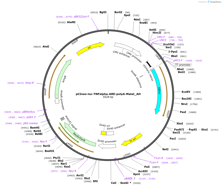 148878-plasmid-map-sequence-id-291326